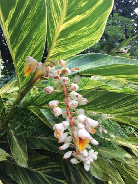 花葉萬年青開花|萬年青有6種，你知道嗎？快來看看你家屬於哪種